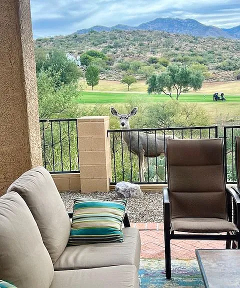 Daily wildlife visitors