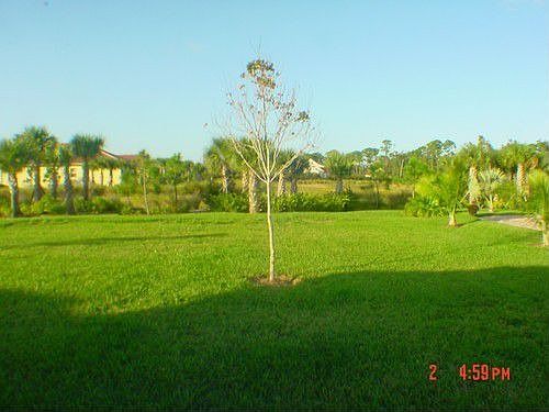 Backyard looking at preserve area