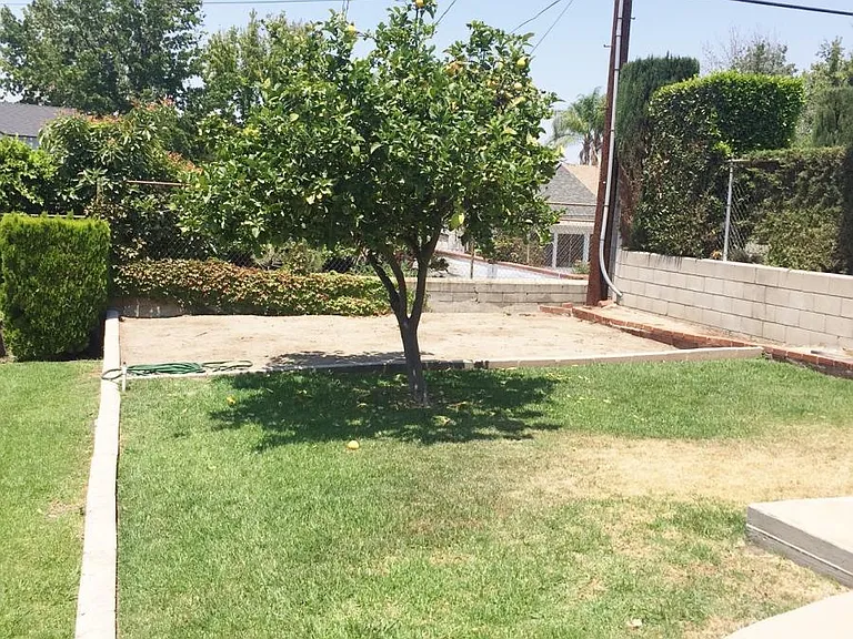 Backyard Lemon Tree