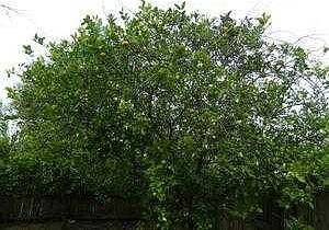 Citrus Trees in Rear Yard