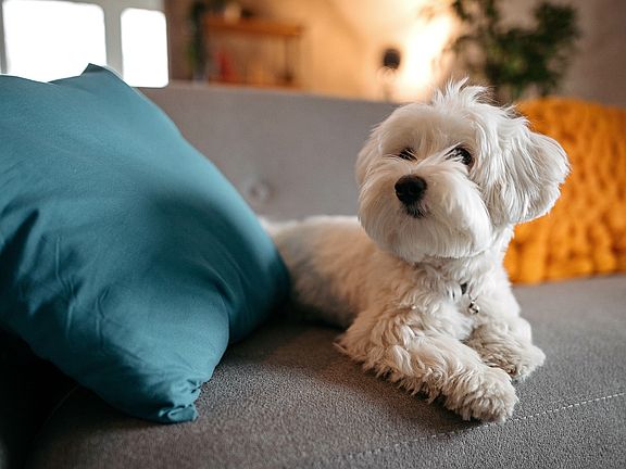 The pet-friendly community includes a pet spa, ensuring a convenient and enjoyable experience for pet owners.