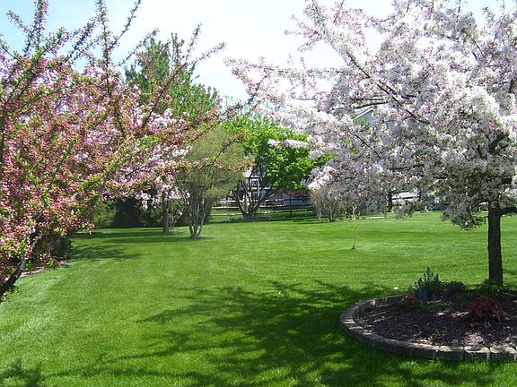 spring time back yard