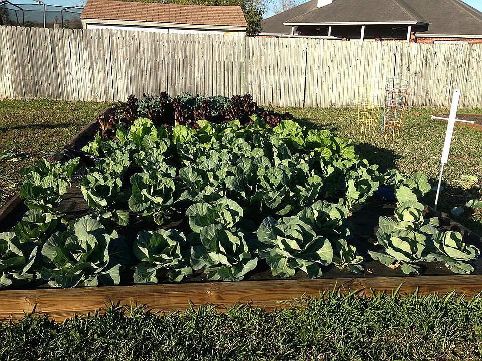 Organic leafy veggies