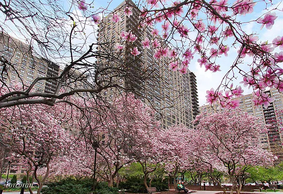 Sold by Corcoran | media 17