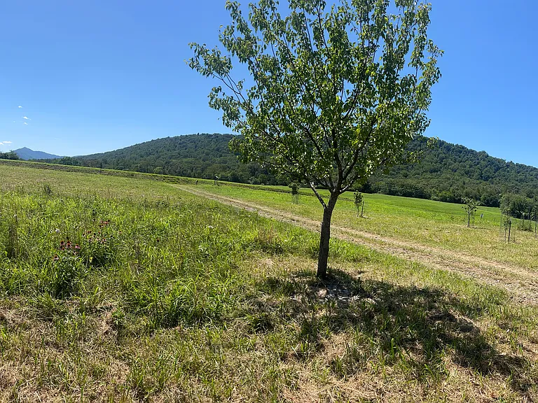8810 Irish Rd — Photo 3