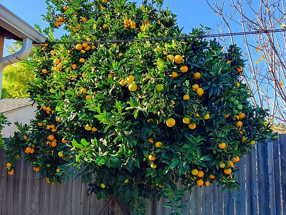backyard orange tree