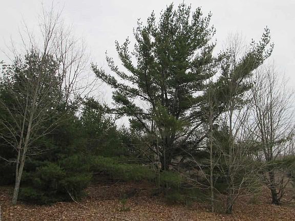5th image of 7867 Wildwood Trl