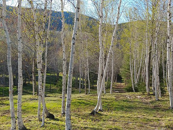 White Birches  