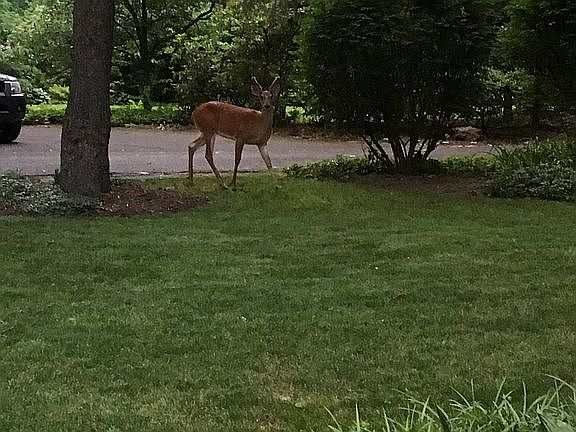 fawn out front