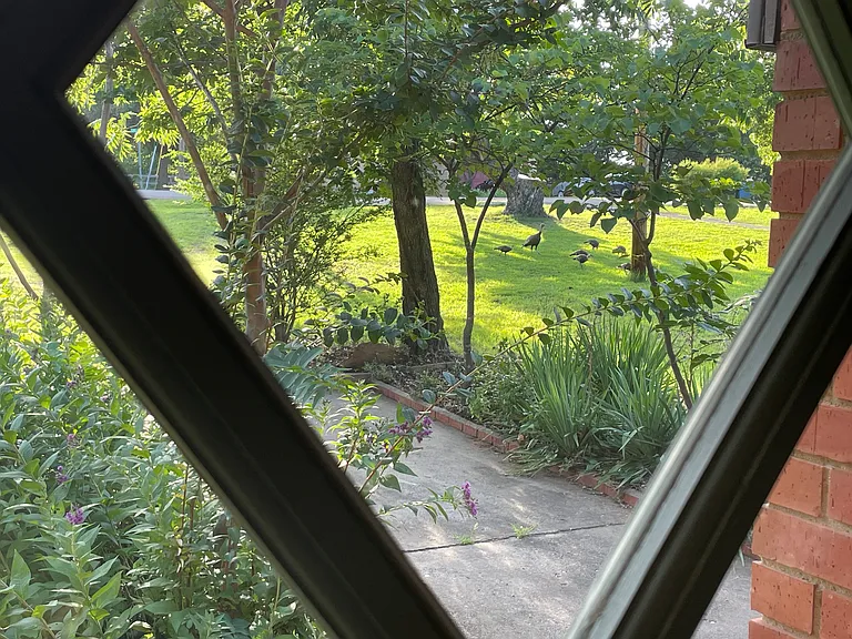 view from front door (wild turkeys)