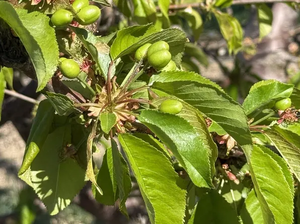 1424 Eucalyptus Ave, Patterson, CA 95363