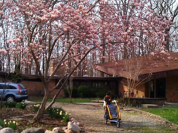 circular drive way with magnolia tree in the center