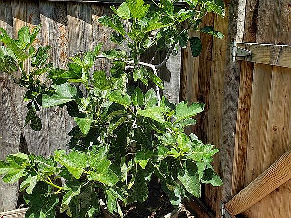 Fig tree