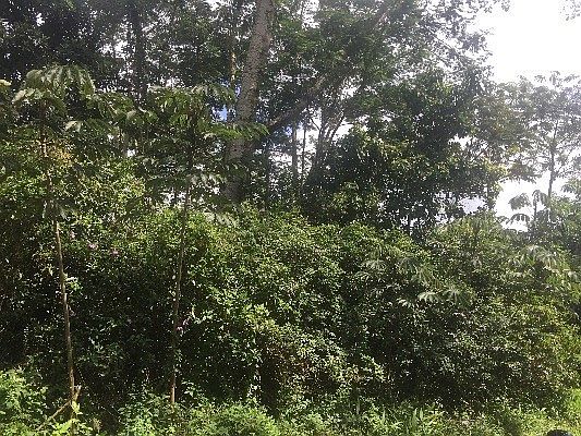 4th image of Lehualani Pl Lot 43-A