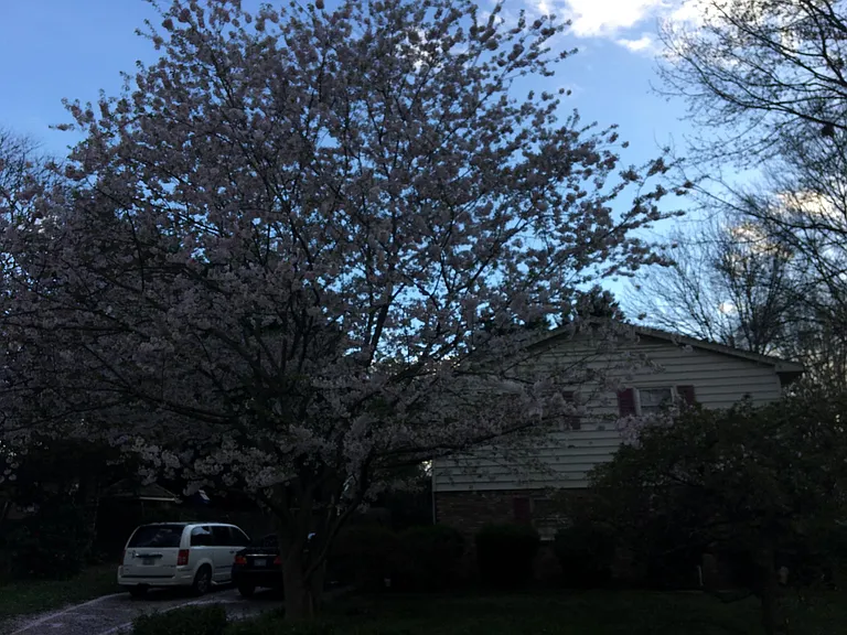 1006 McDowell Dr — Photo 2