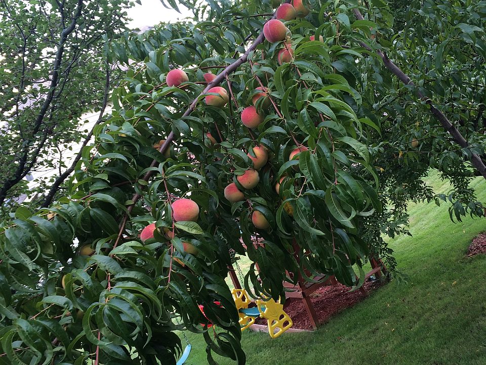 Peach tree