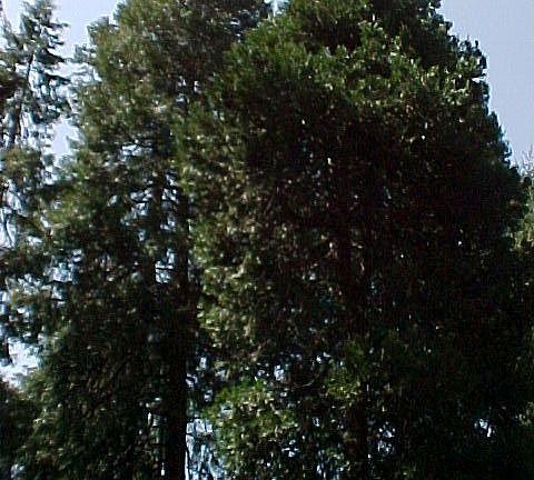 If this little bit of heaven were a crown, these redwoods are the points