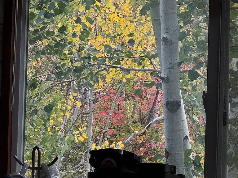 Pretty fall view out the kitchen window