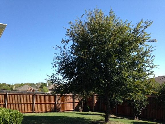 side yard