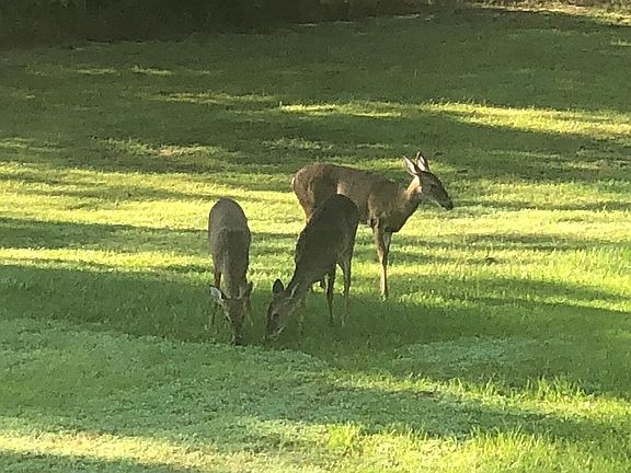 Front Yard from Patio