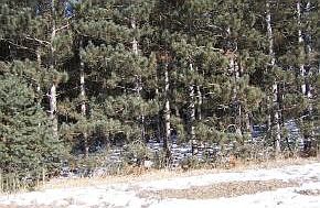 1st image of Cottonville Ln