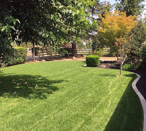 New sod and irrigation