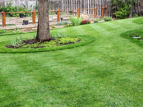Green and manicured backyard