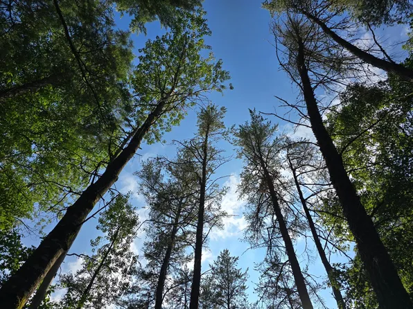Whitetail Acres Rd, Saint Germain, WI 54558
