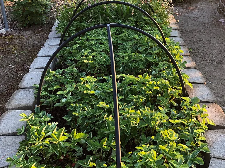 Strawberry Patch