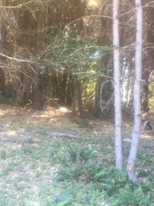 8 Mink Dr, Whitethorn, CA, 95589