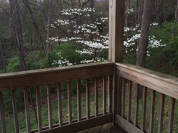 Dogwoods from deck.