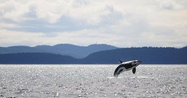 Local wildlife will astound 