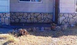 4th image of 324 Yampa Cir