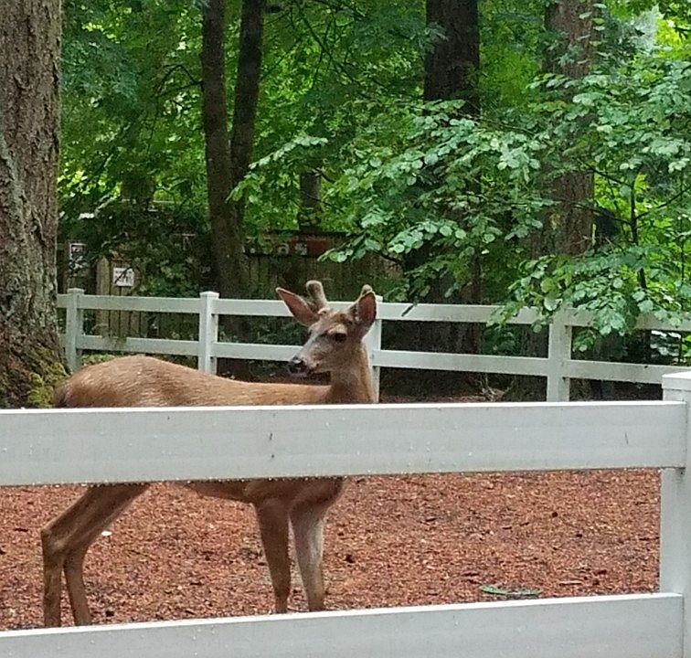 Deer Guest