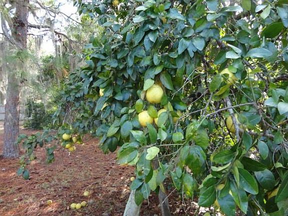 Citrus