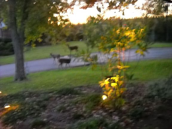 Abundance of wildlife.