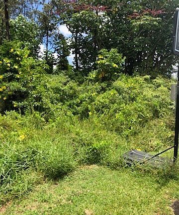 2nd image of Hibiscus Dr Lot 26