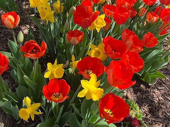 Flowers under Cherry Tree