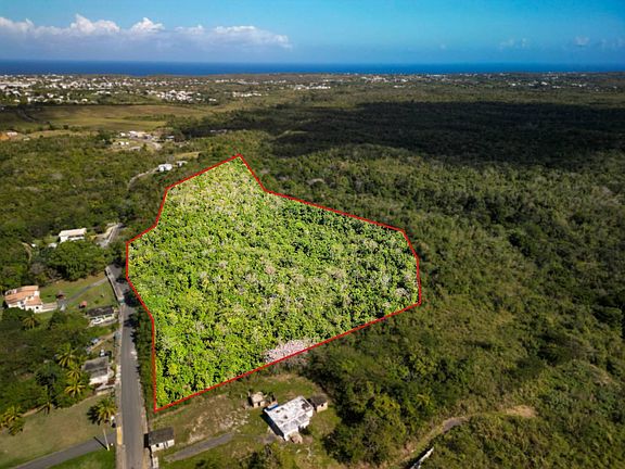 2nd image of Pr4459 Ceiba Alta