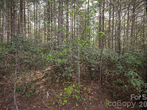 4th image of 103 Big Tree Way