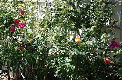 Roses and more Roses