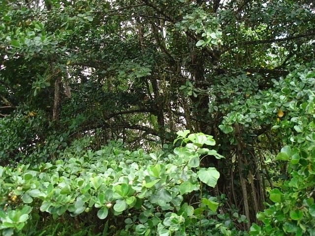 1st image of Maiko St Lot 852