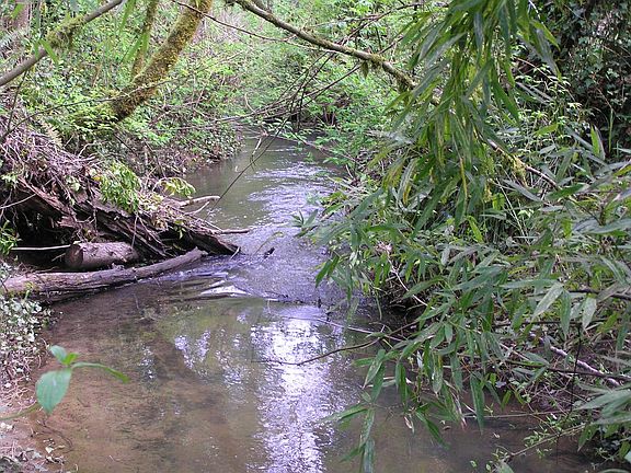 creek that meanders through property