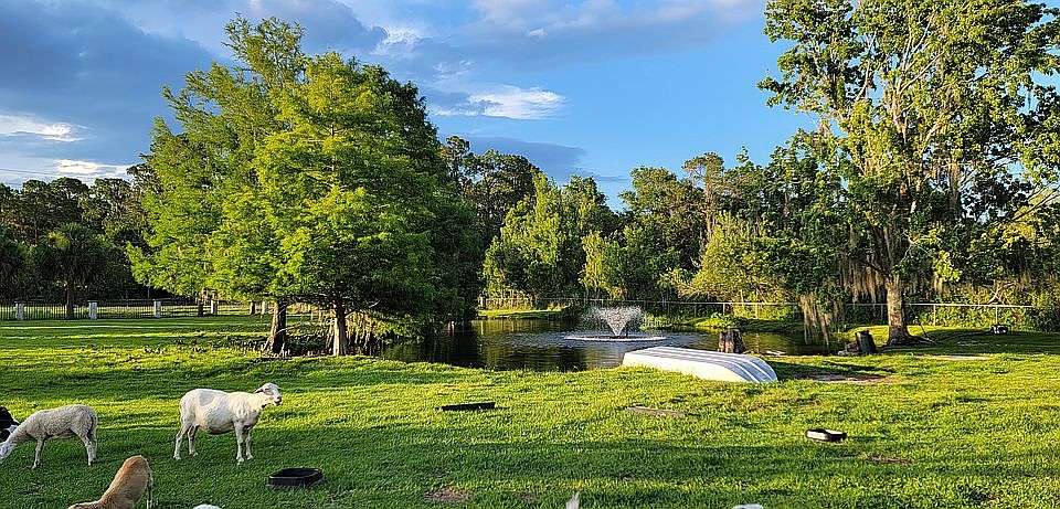 Private pond - Stocked with grass eating carp, blue catfish, koi fish and blue gill.
