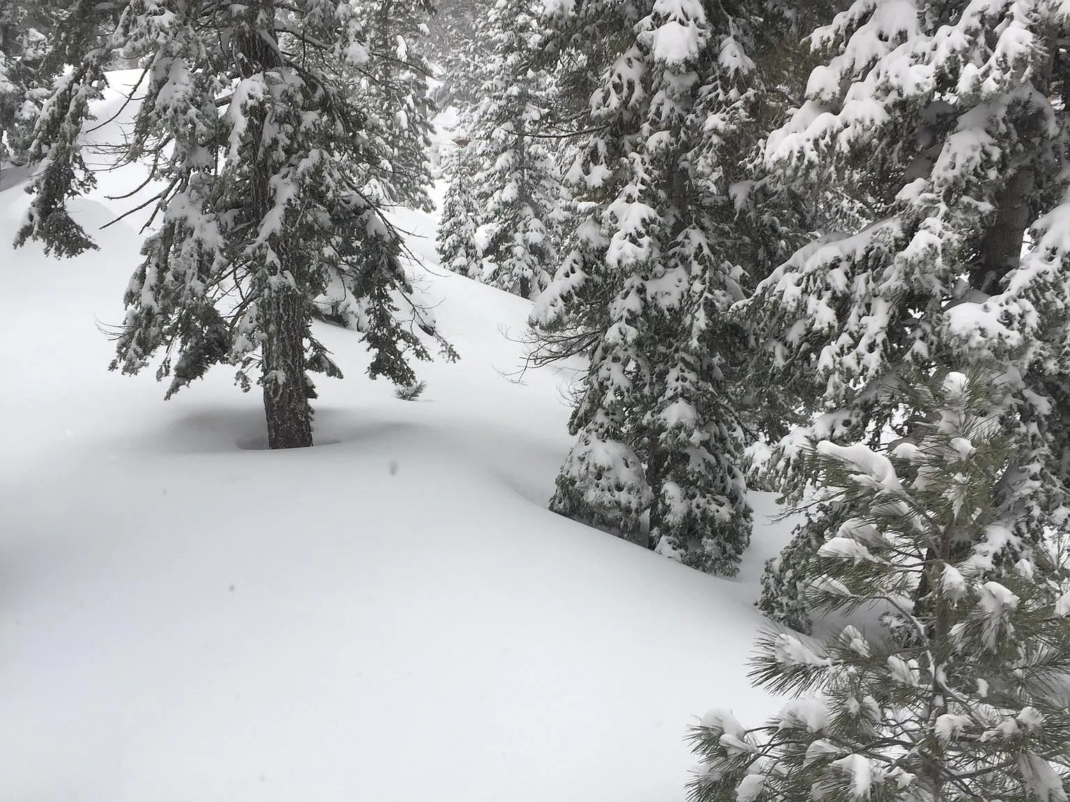 4 bed, 1980 sqft, $3,400 — Photo 4