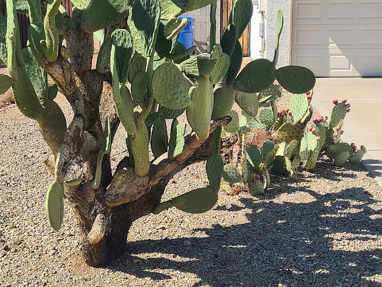 1902 E Tierra Buena Ln — Photo 14