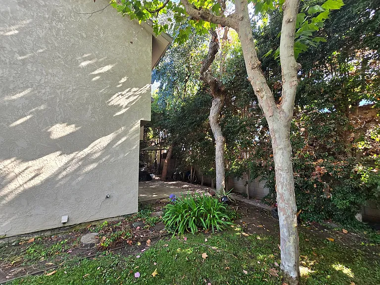 Avocado — Photo 19