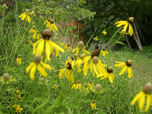 Front Yard in Summer