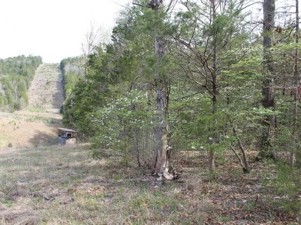 000 County Road 831, Gainesville, MO 65655