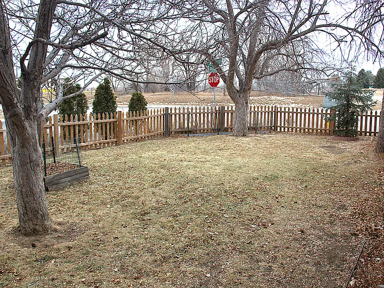 Front yard with 4 foot picket fence and fruit trees (apple and cherry)